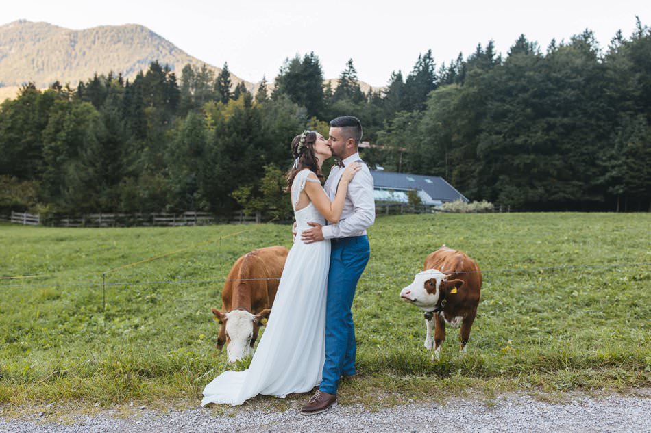 Brautpaar küsst sich, Kälber schauen zu