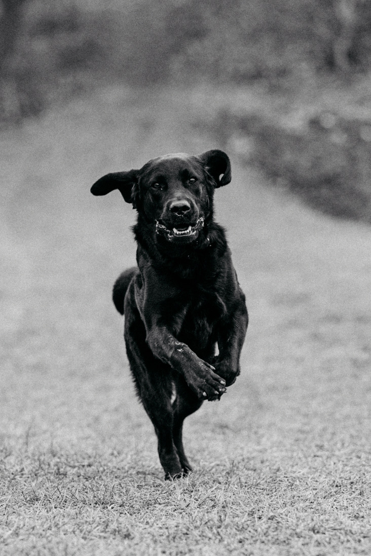 Paco Labrador läuft geradewegs auf einen zu